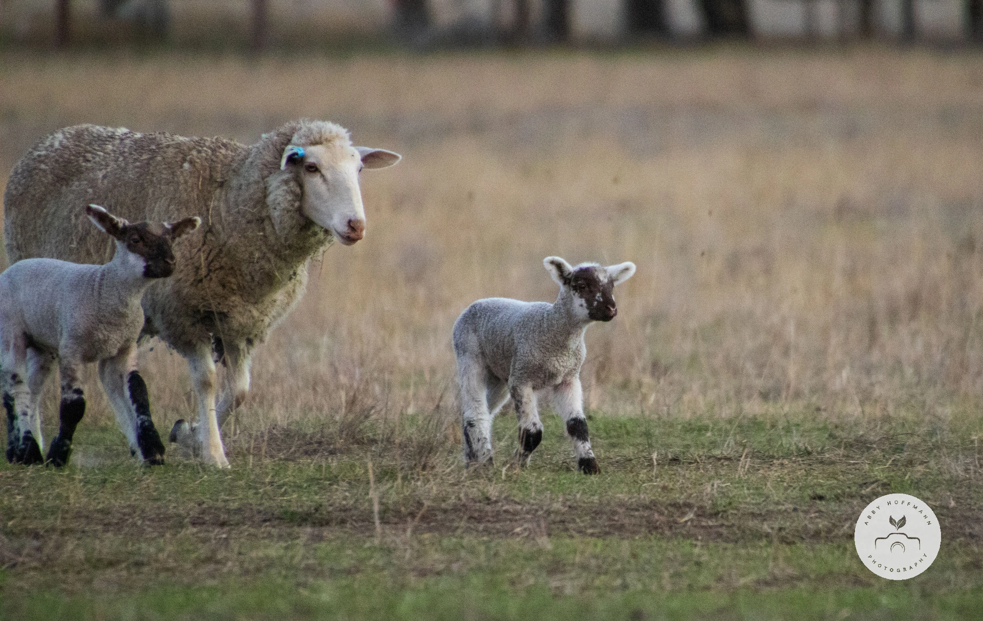 Sheep