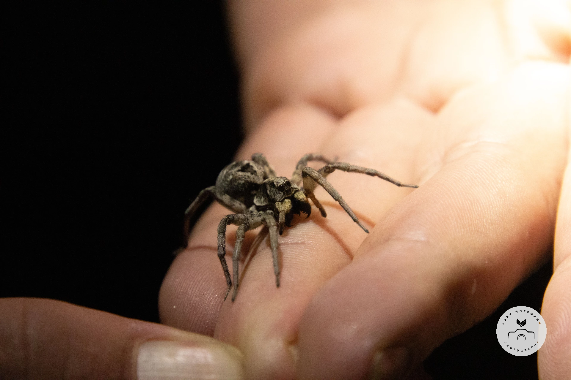 Wolf Spider