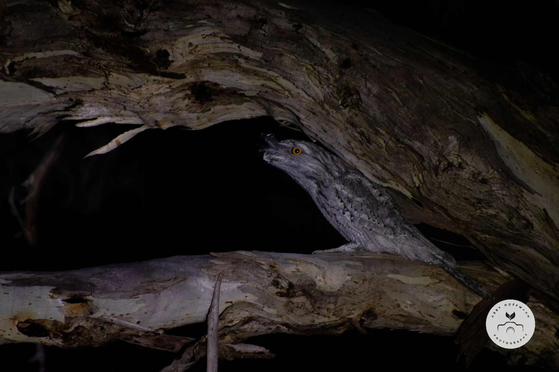 Tawny Frogmouth