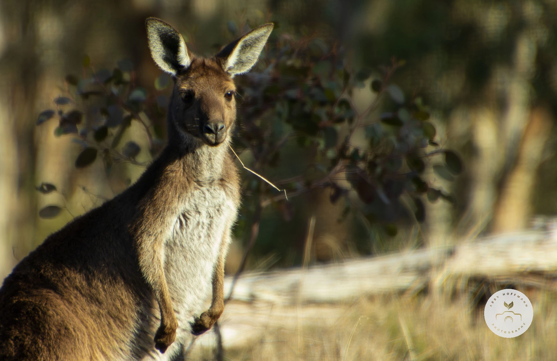 Kangaroo