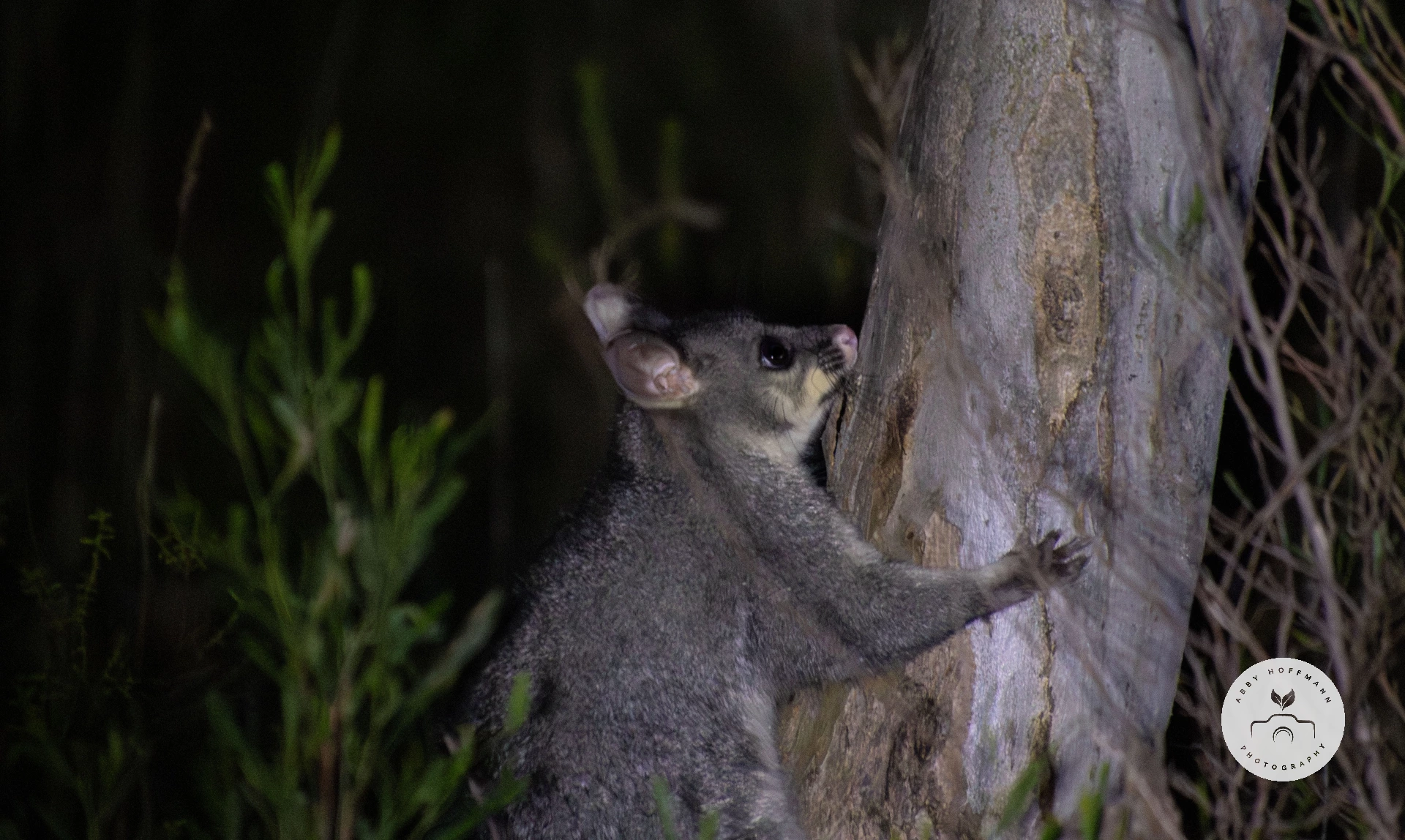 Possum in tree