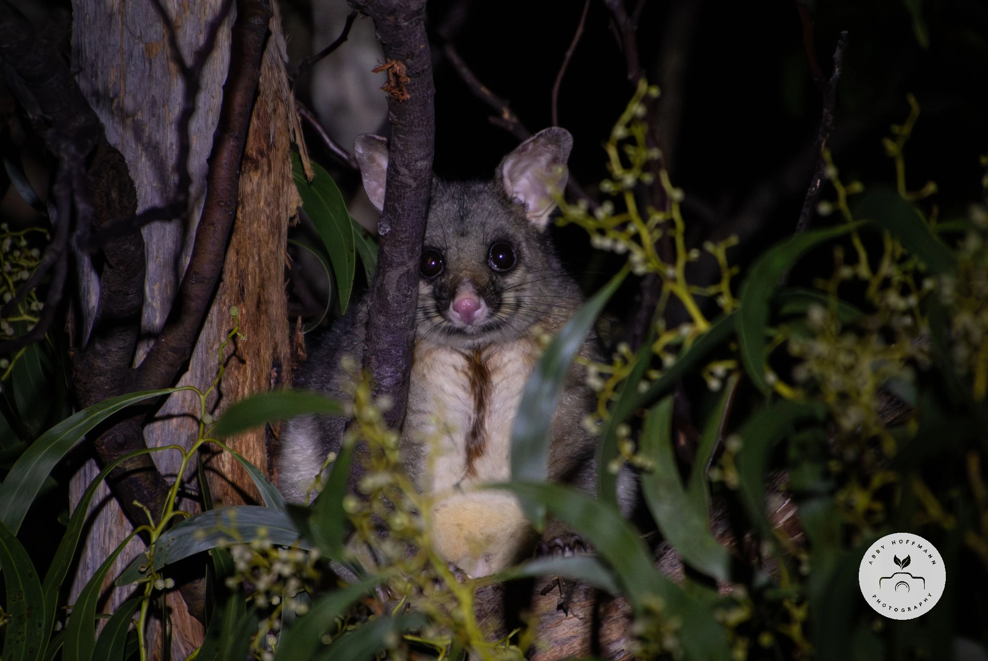 Possum in tree