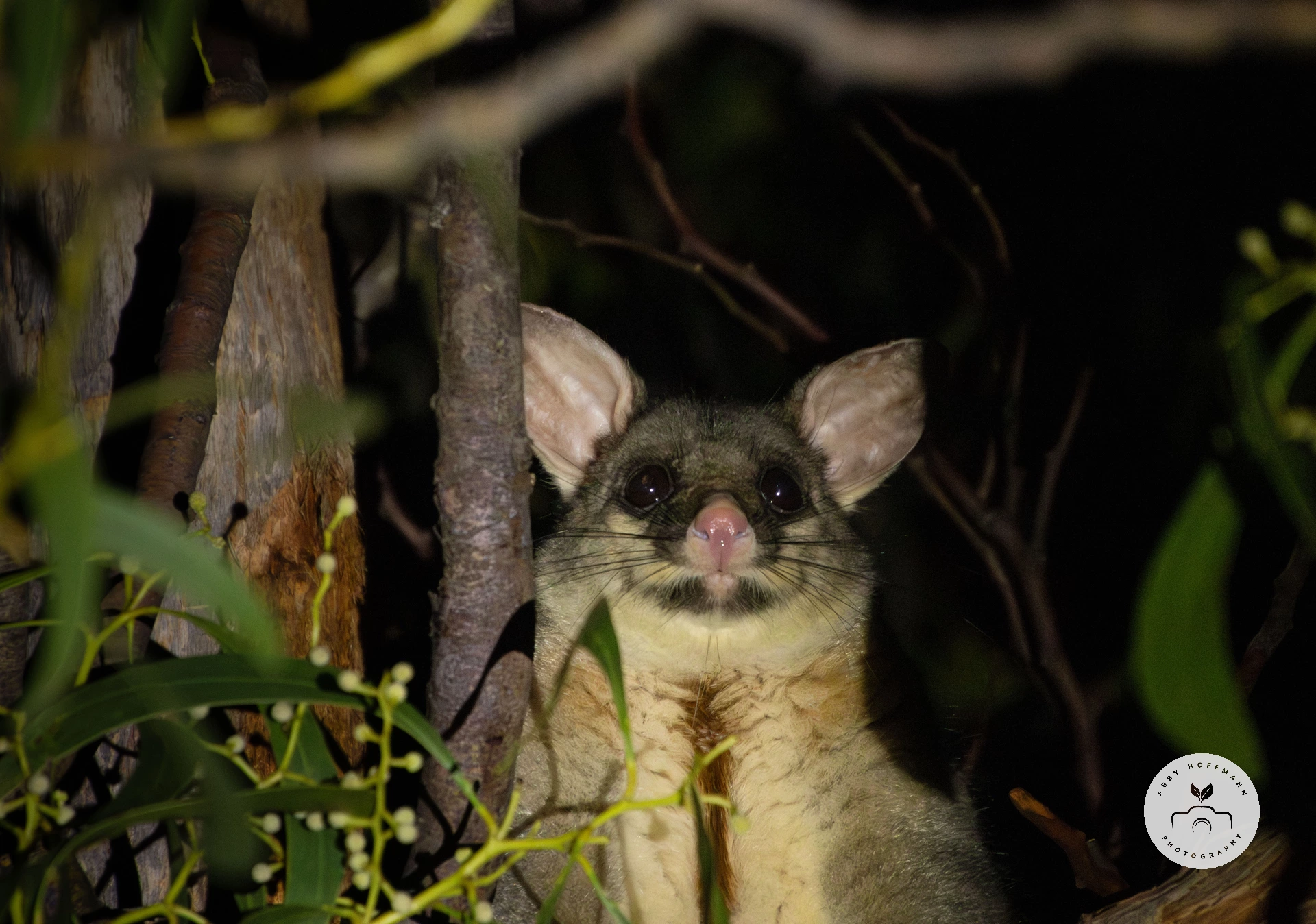 Possum in tree