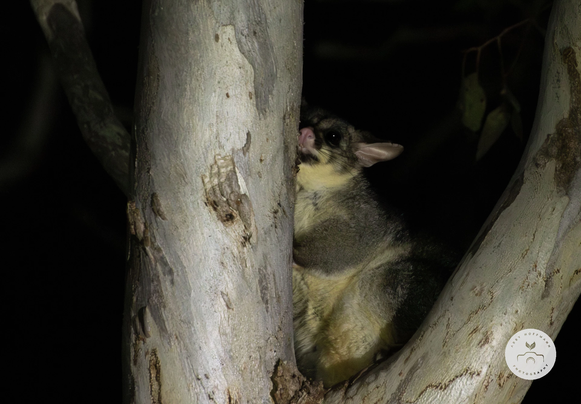 Possum in tree