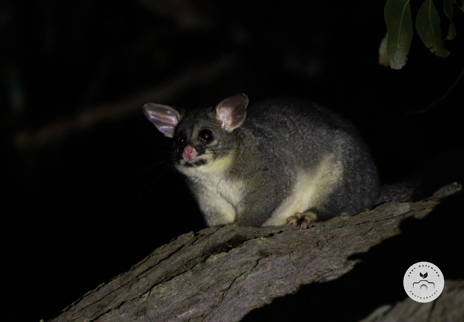Possum in tree