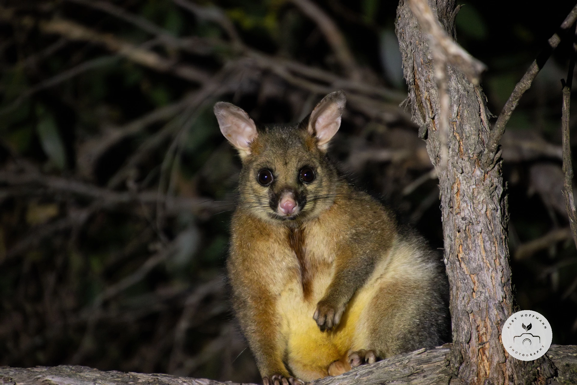 Possum in tree