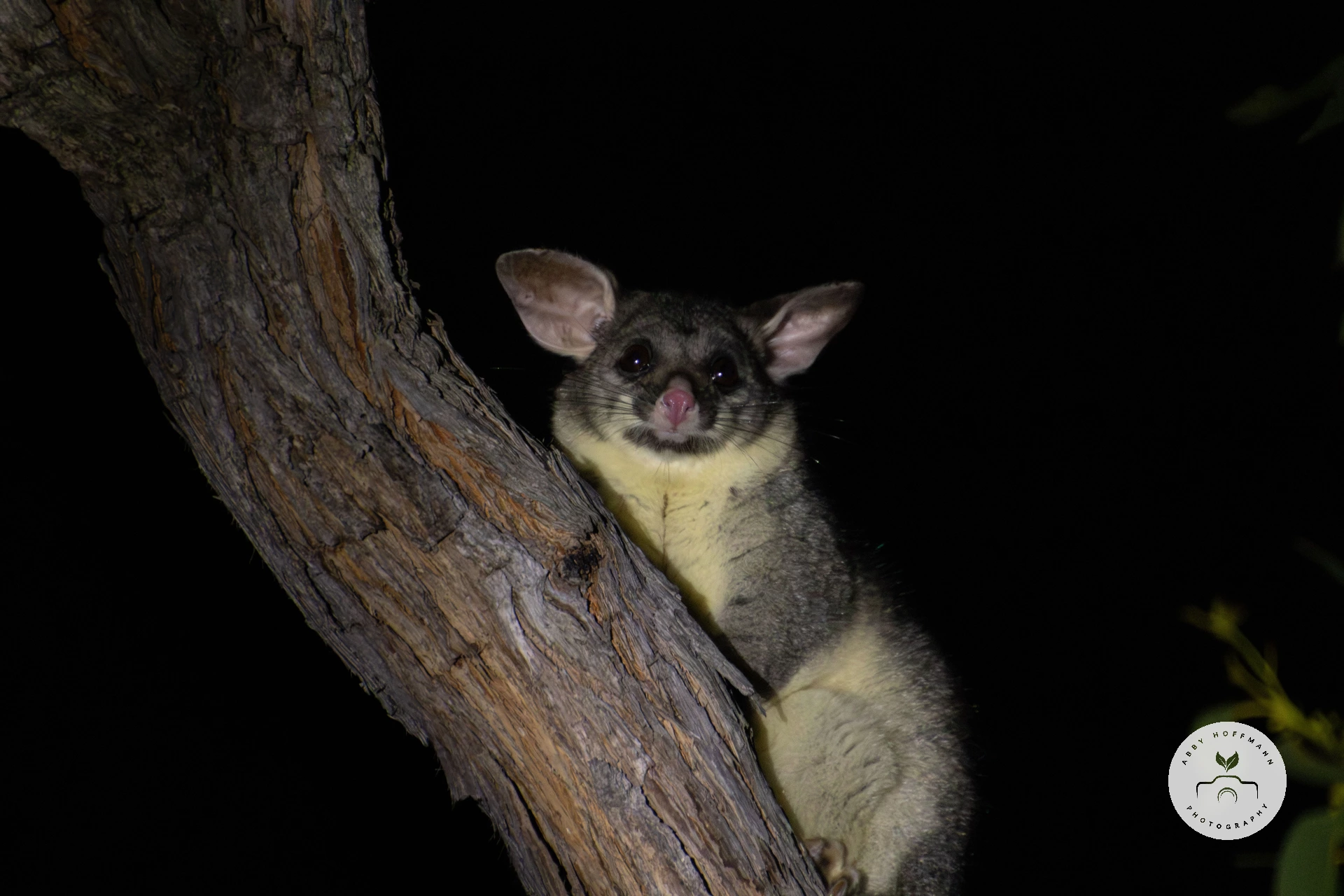 Possum in tree