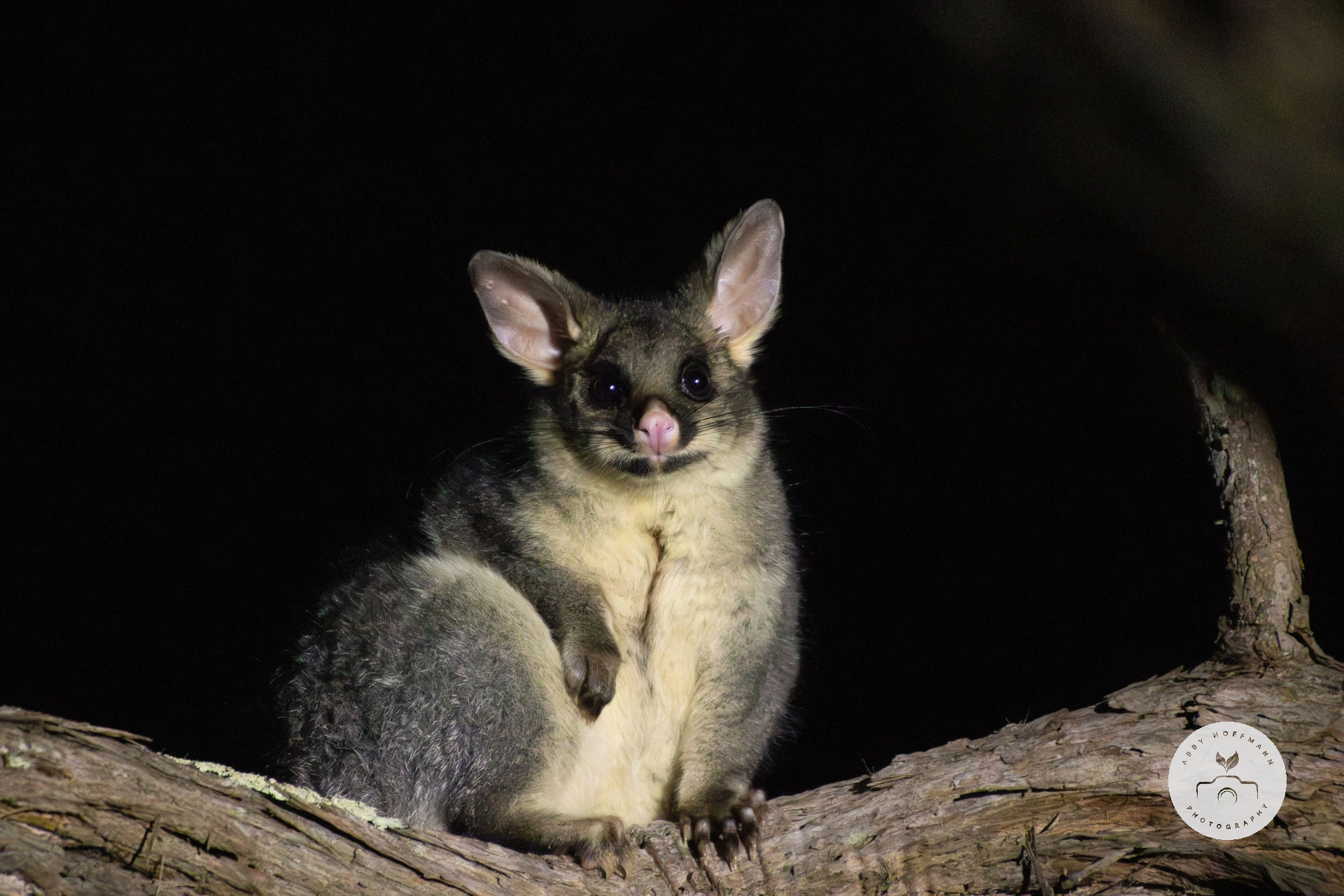 Possum in tree