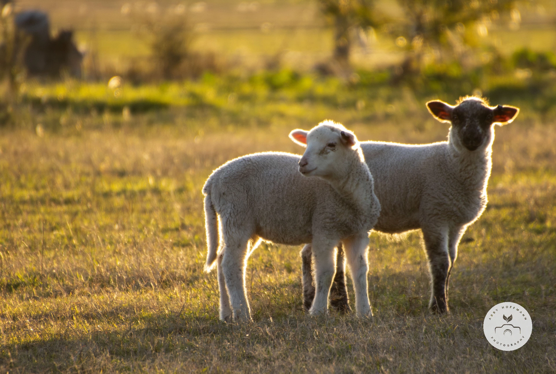 Sheep
