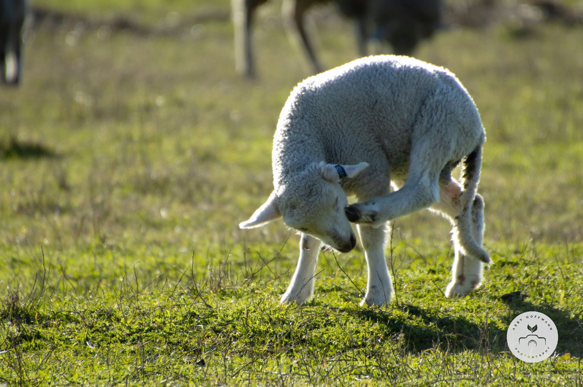 Sheep