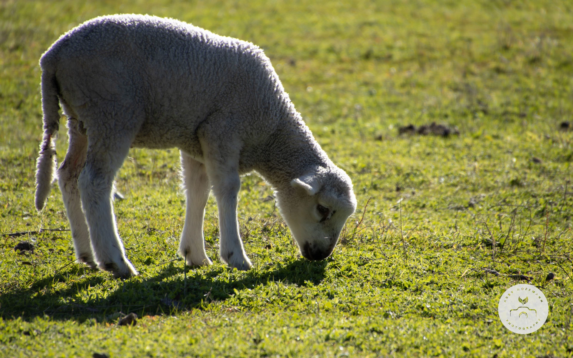 Sheep
