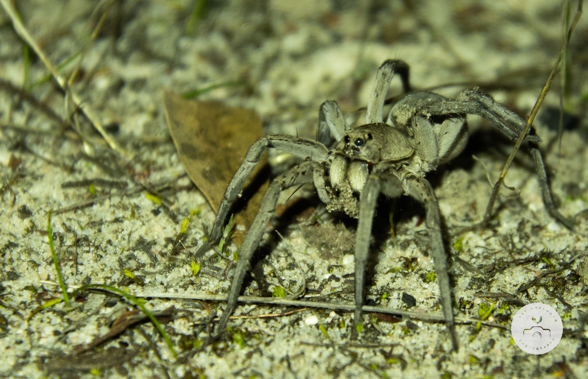Wolf Spider
