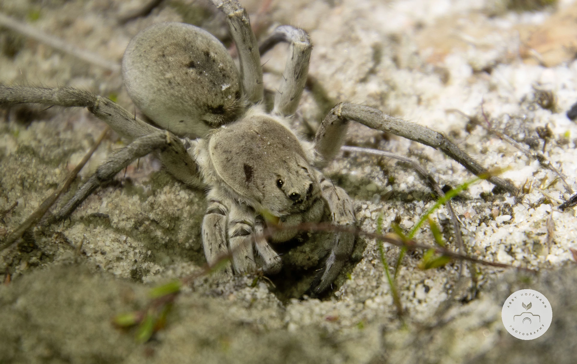 Wolf Spider