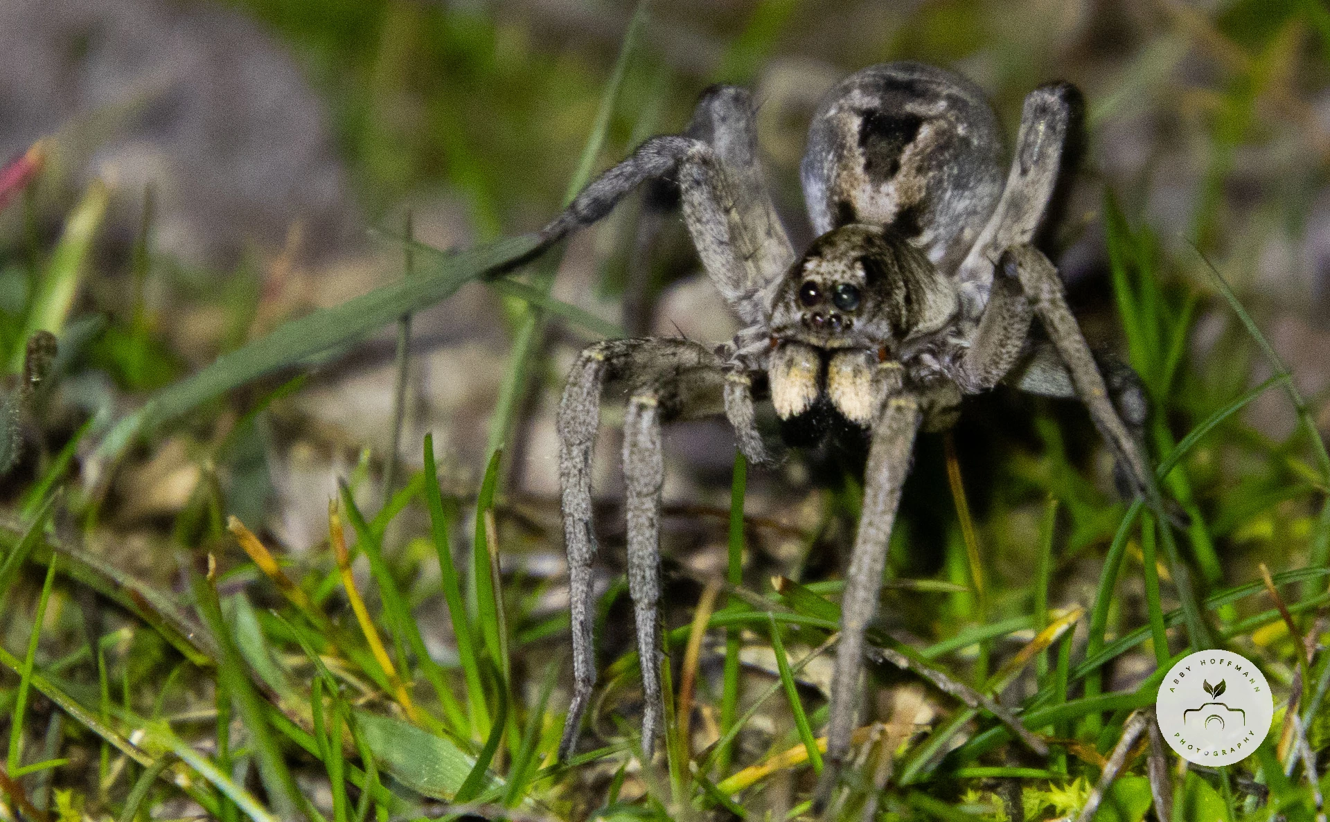 Wolf Spider