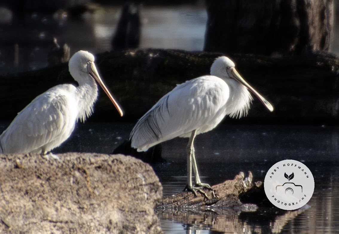 Spoonbill photograph