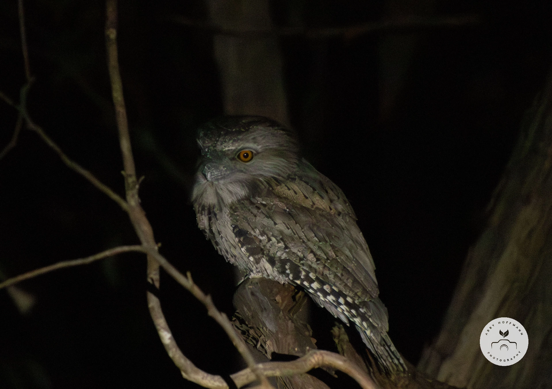 Tawny Frogmouth