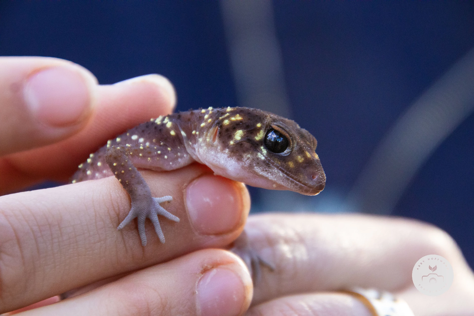 Barking Gecko
