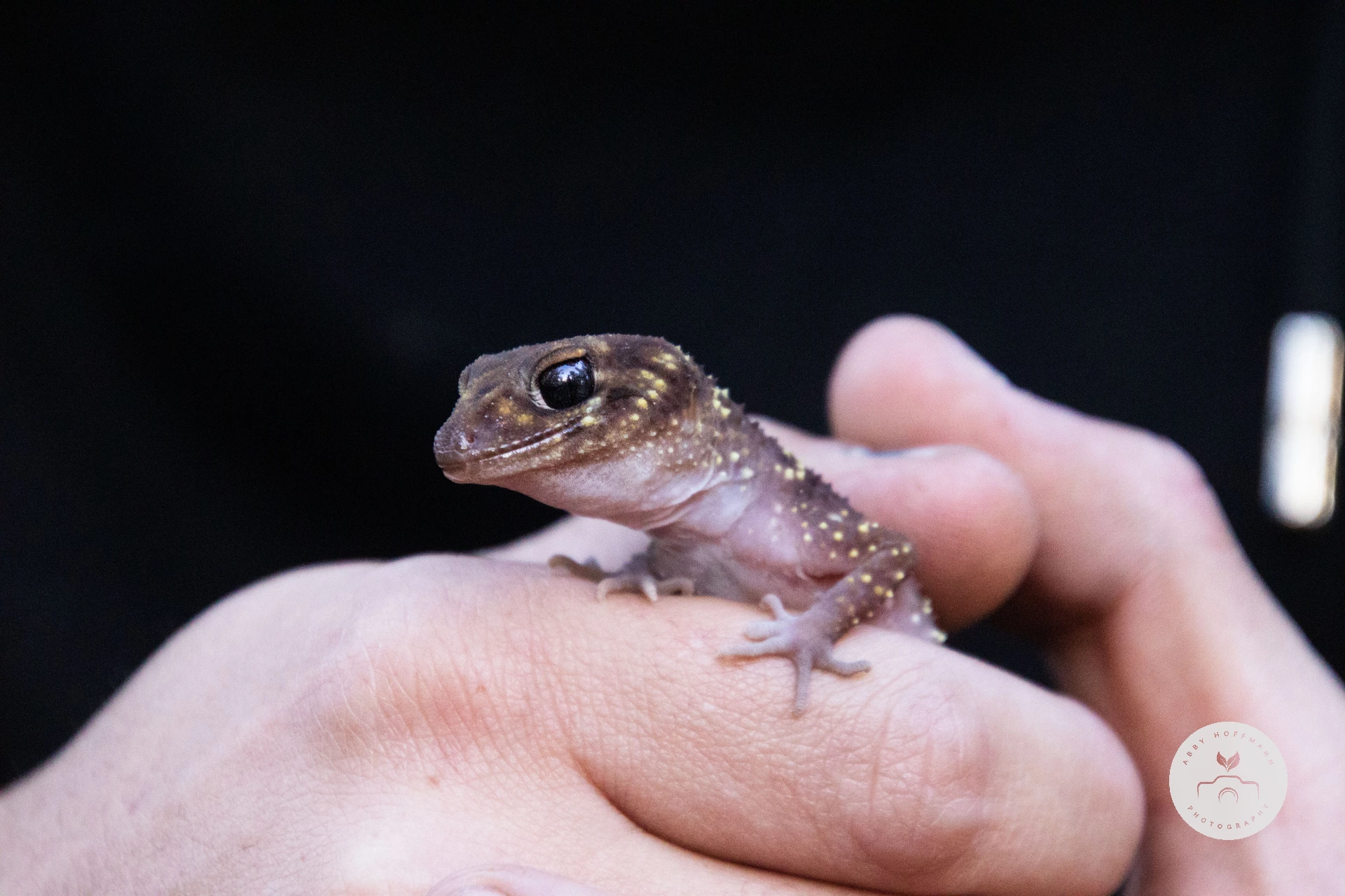 Barking Gecko