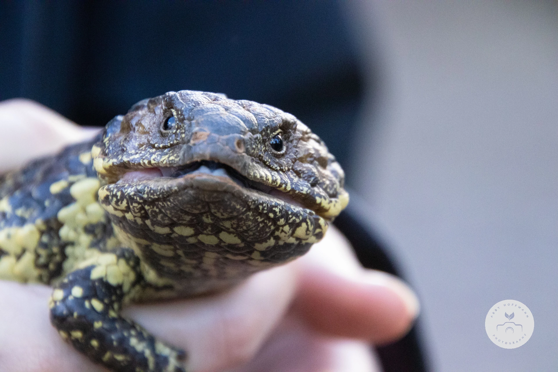Shingleback Lizard