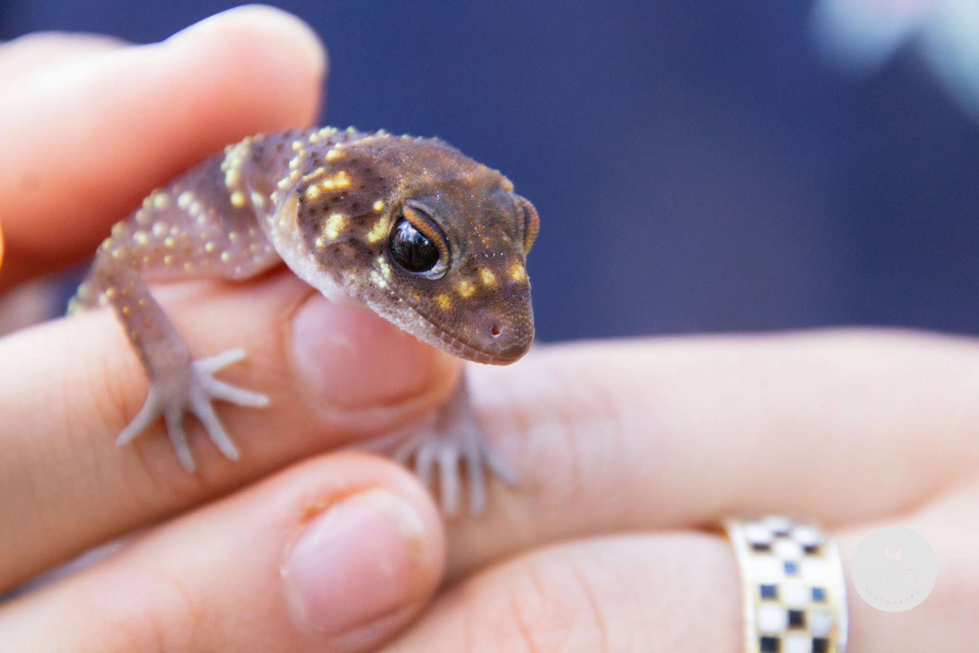 Shingleback Lizard