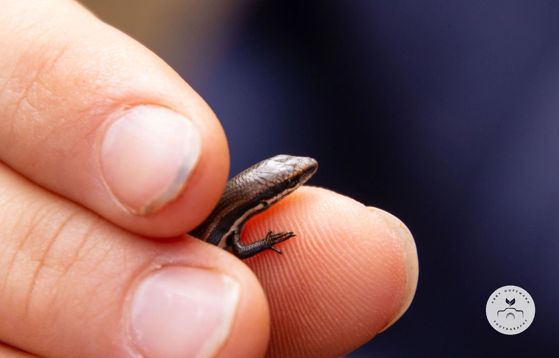 Skink