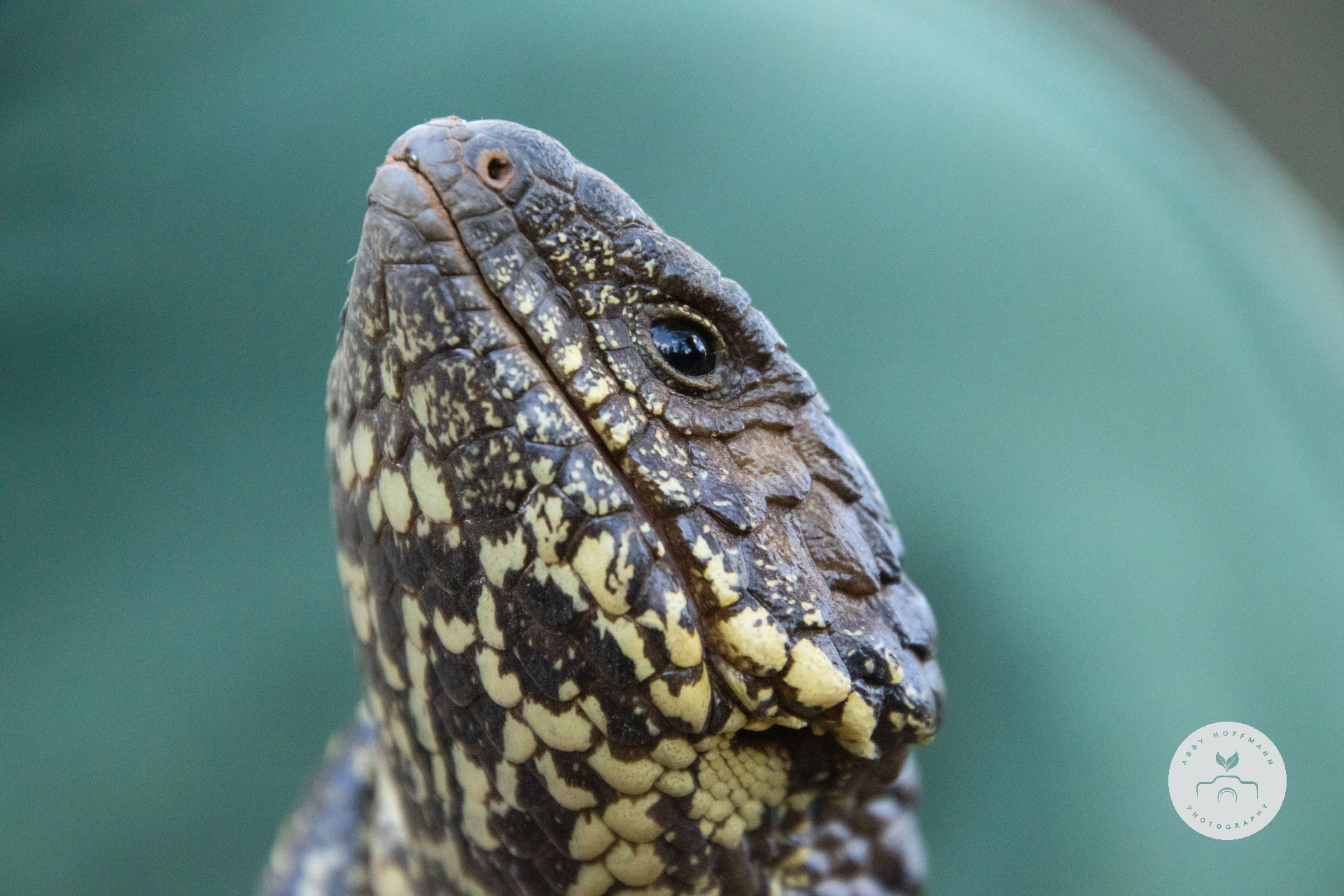 Shingleback Lizard