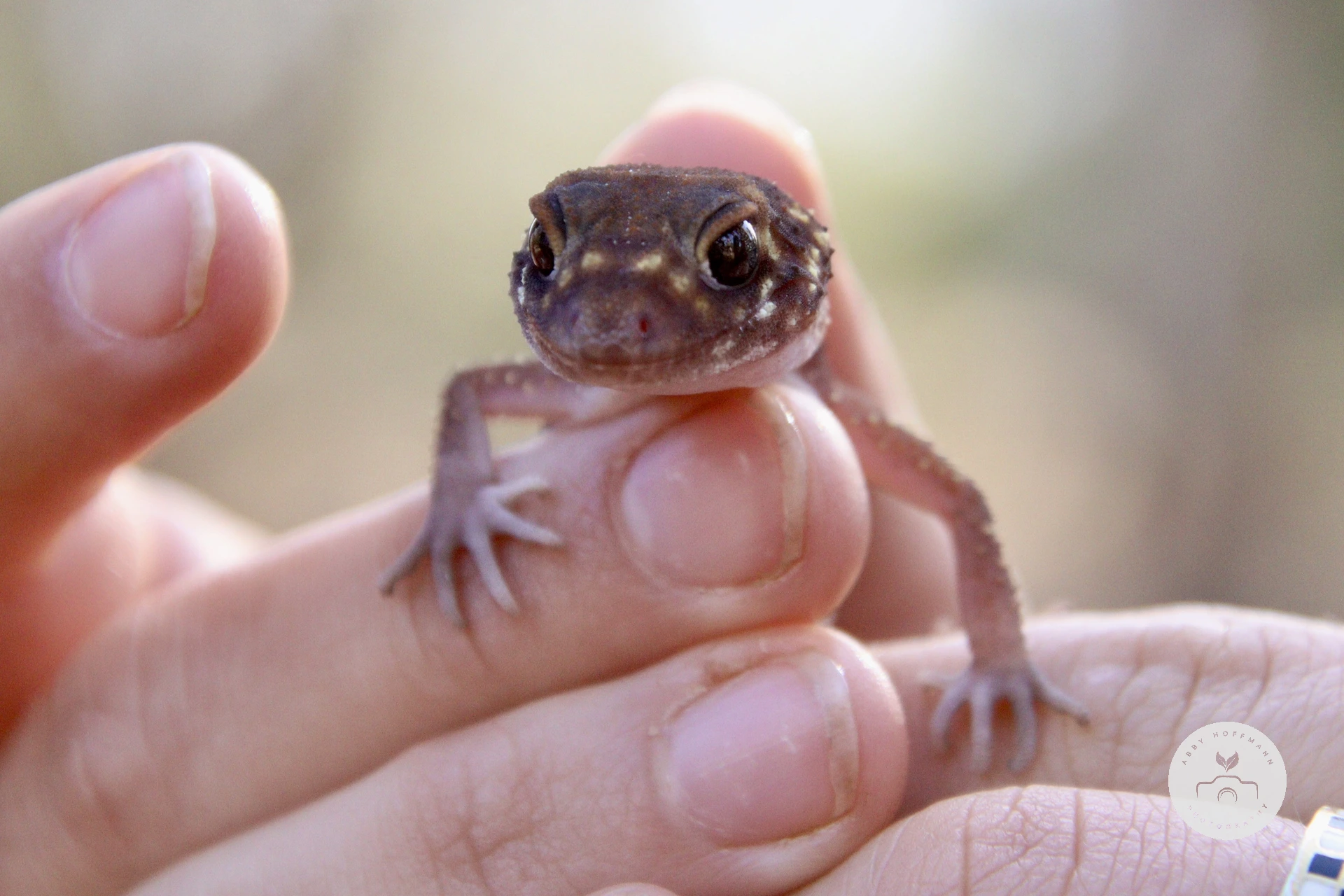 Barking Gecko photograph