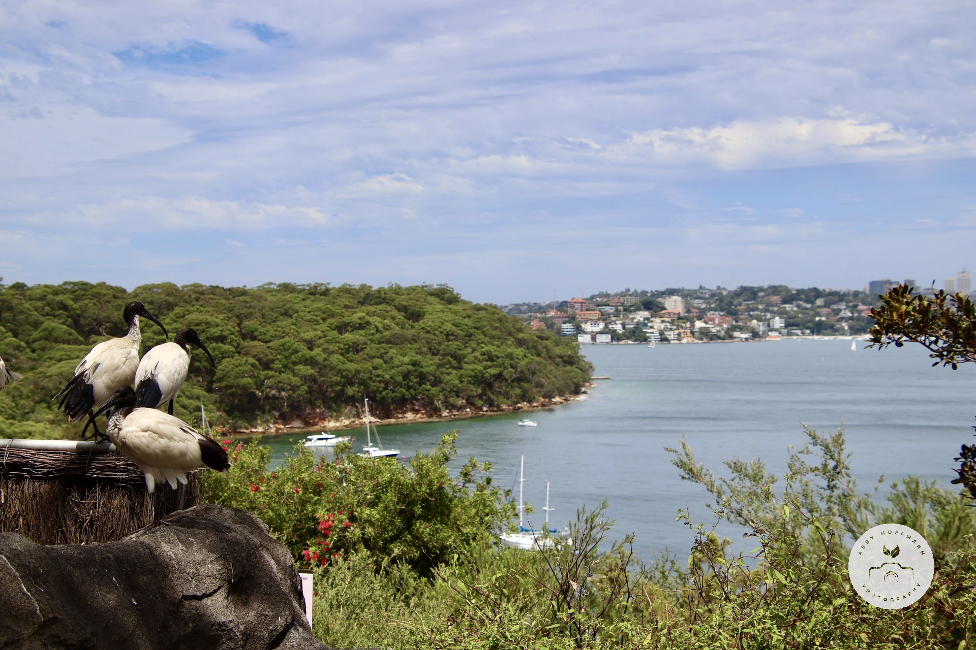 Sydney photograph