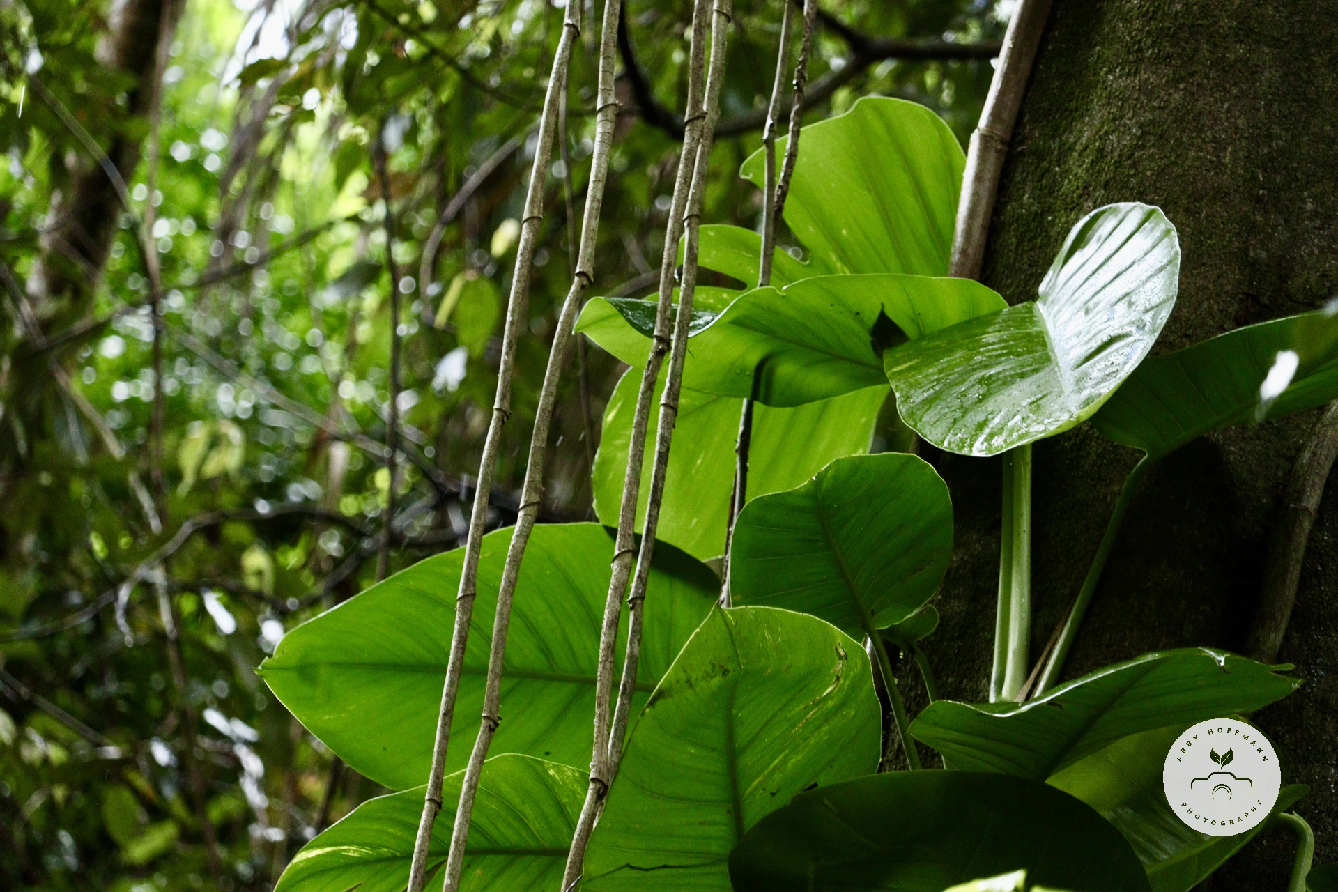 Buderim Rainforest