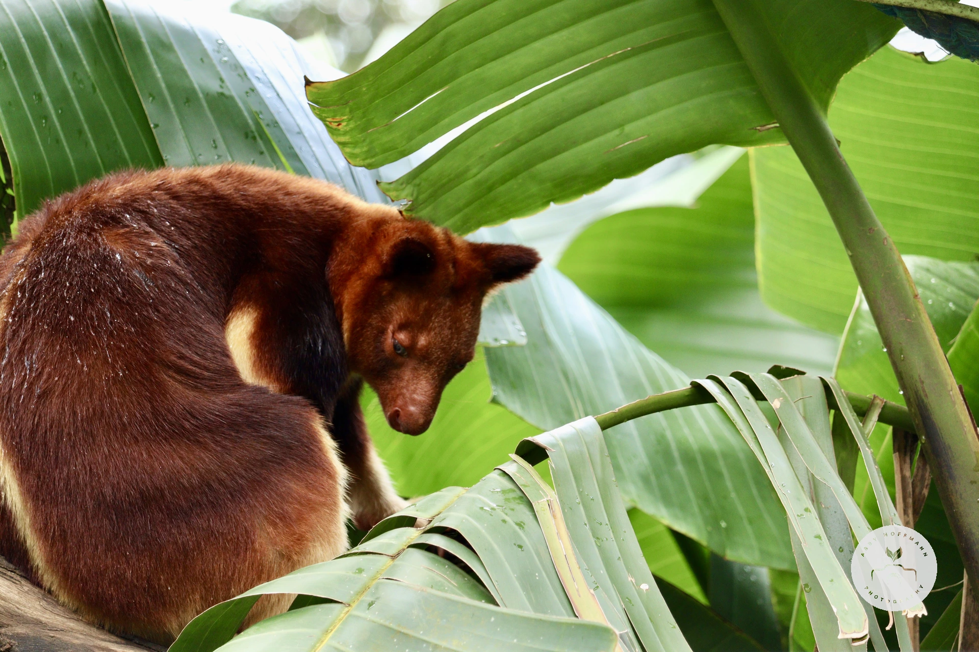 Goodfellow's Tree-Kangaroo