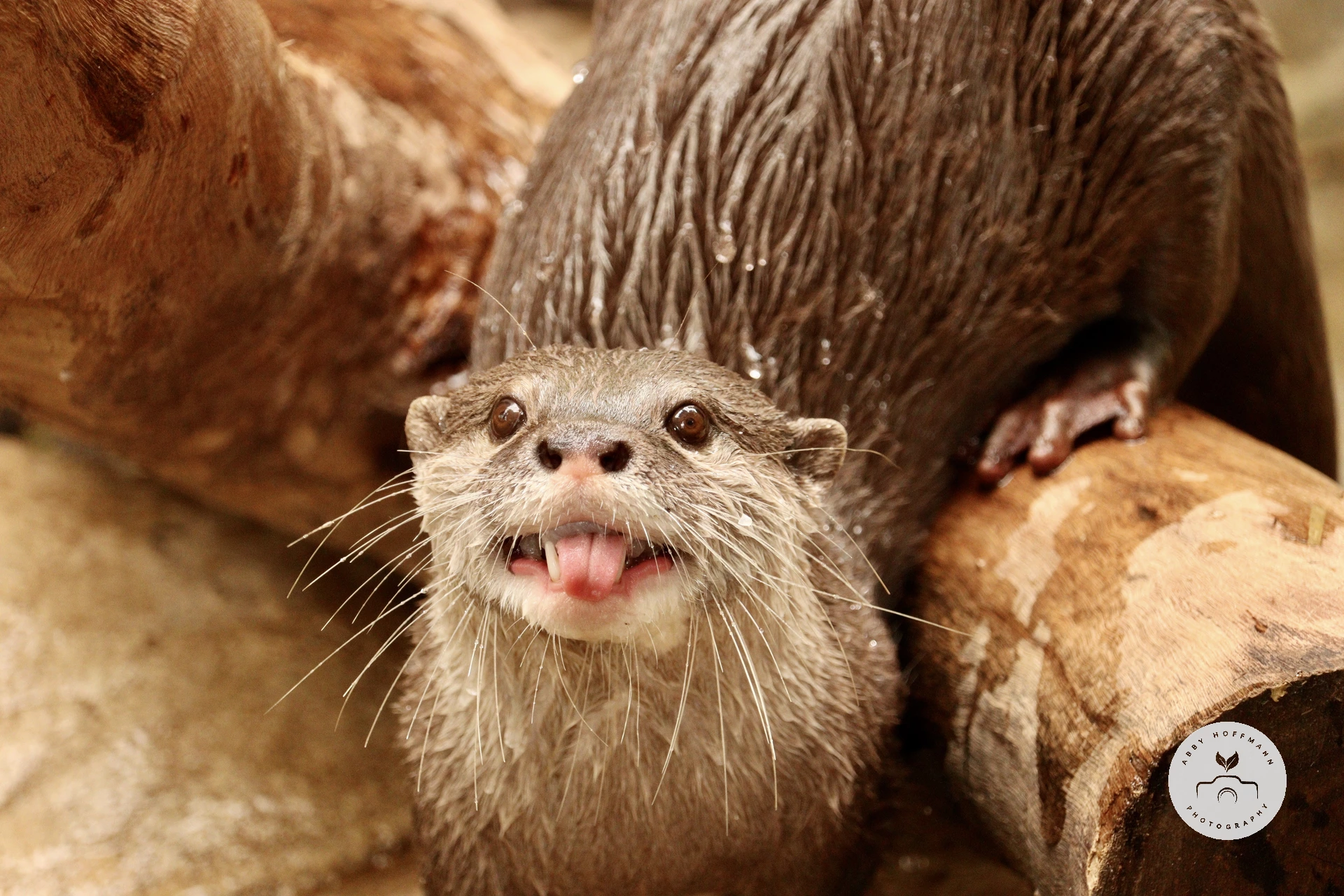 Asian small-clawed otter photograph