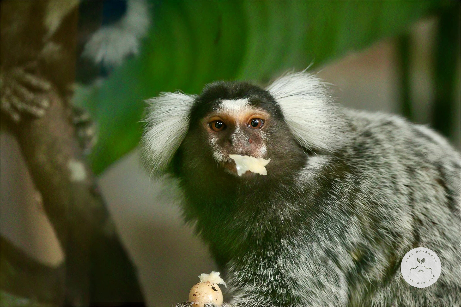 Common marmoset
