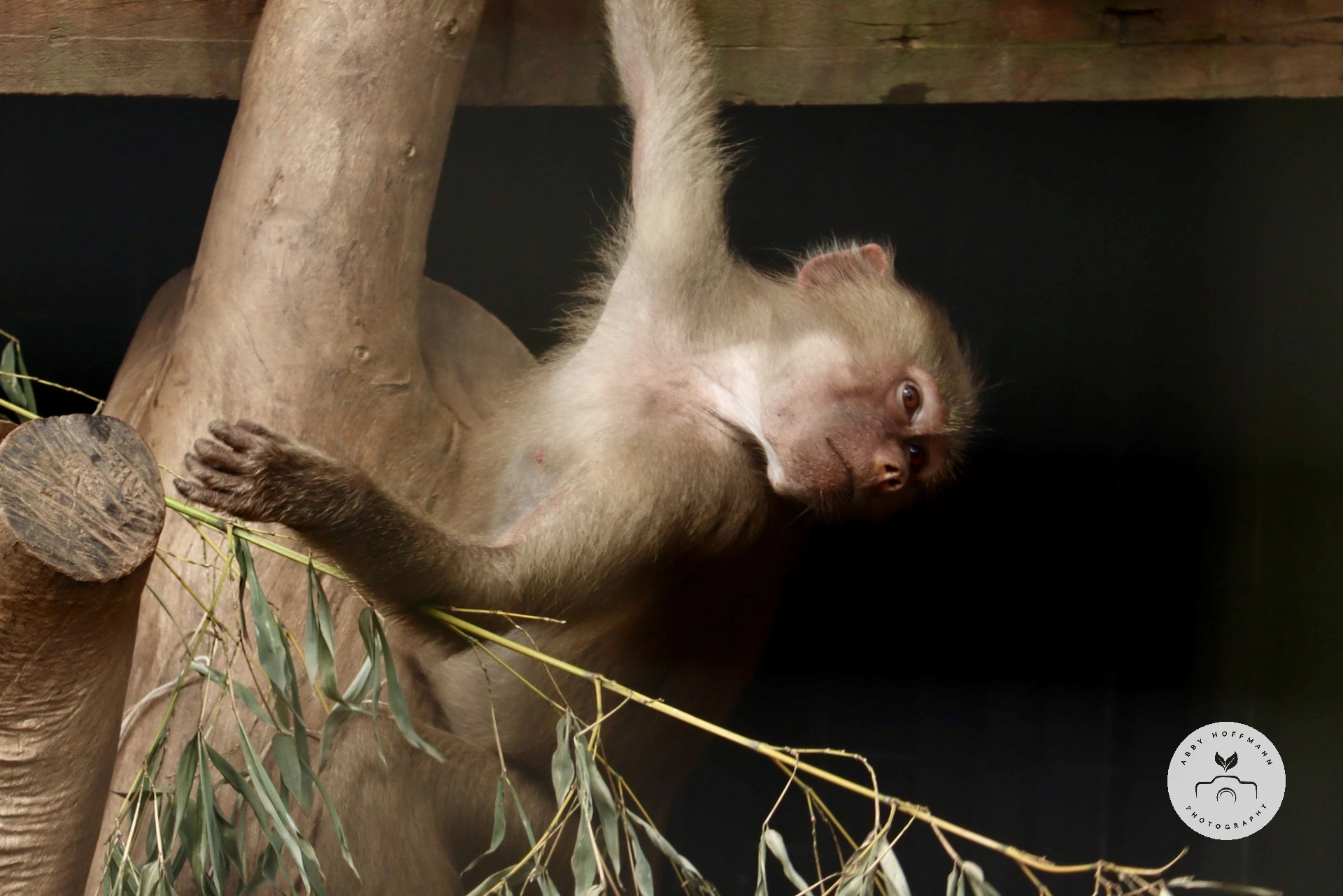 Hamadryas baboon photograph