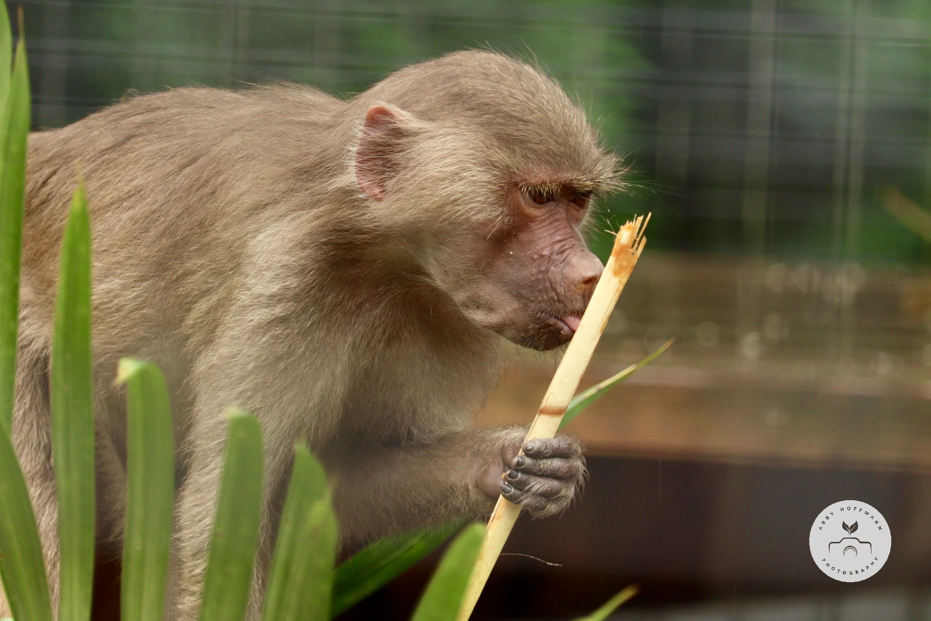 Hamadryas baboon photograph