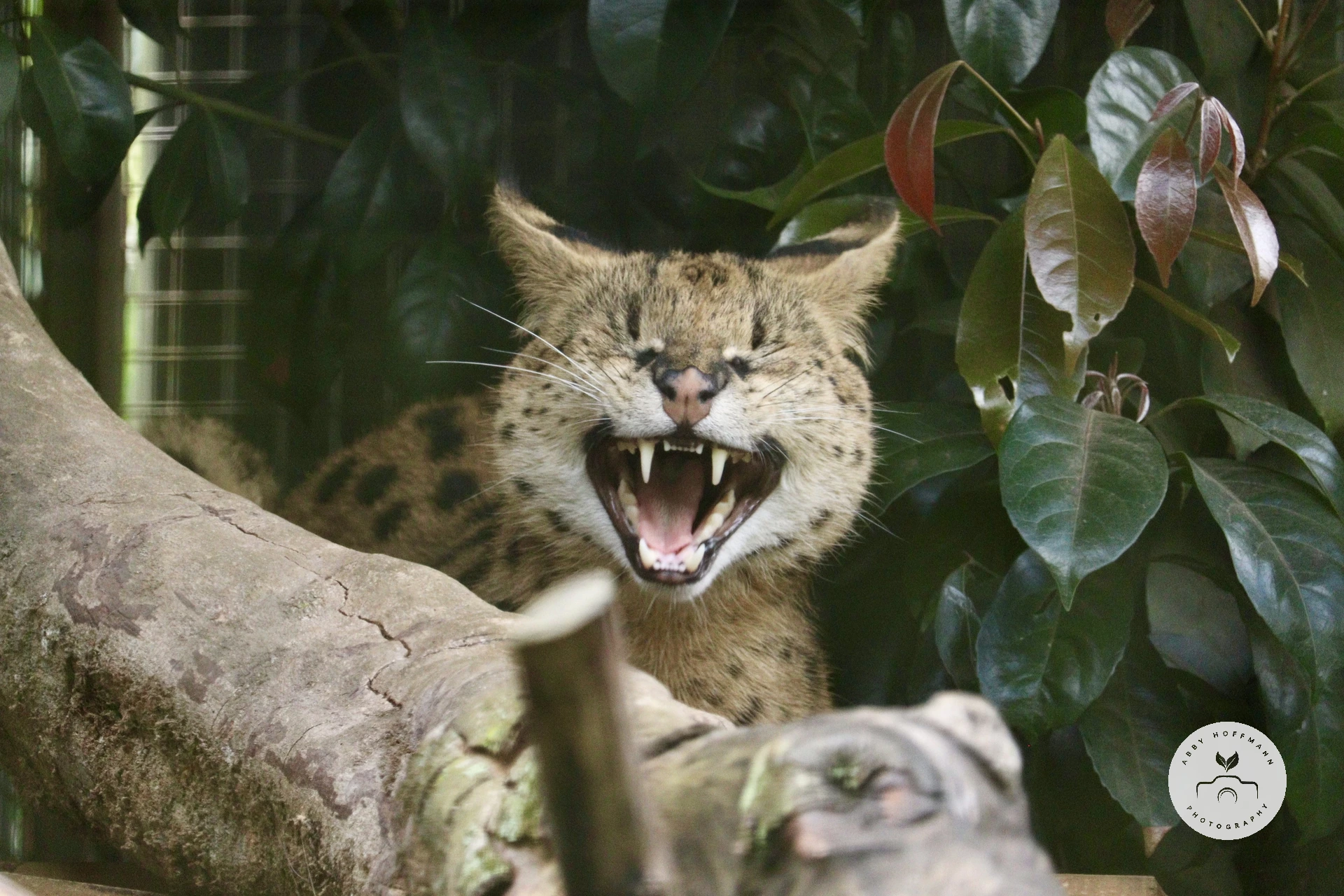 Serval yawning photograph