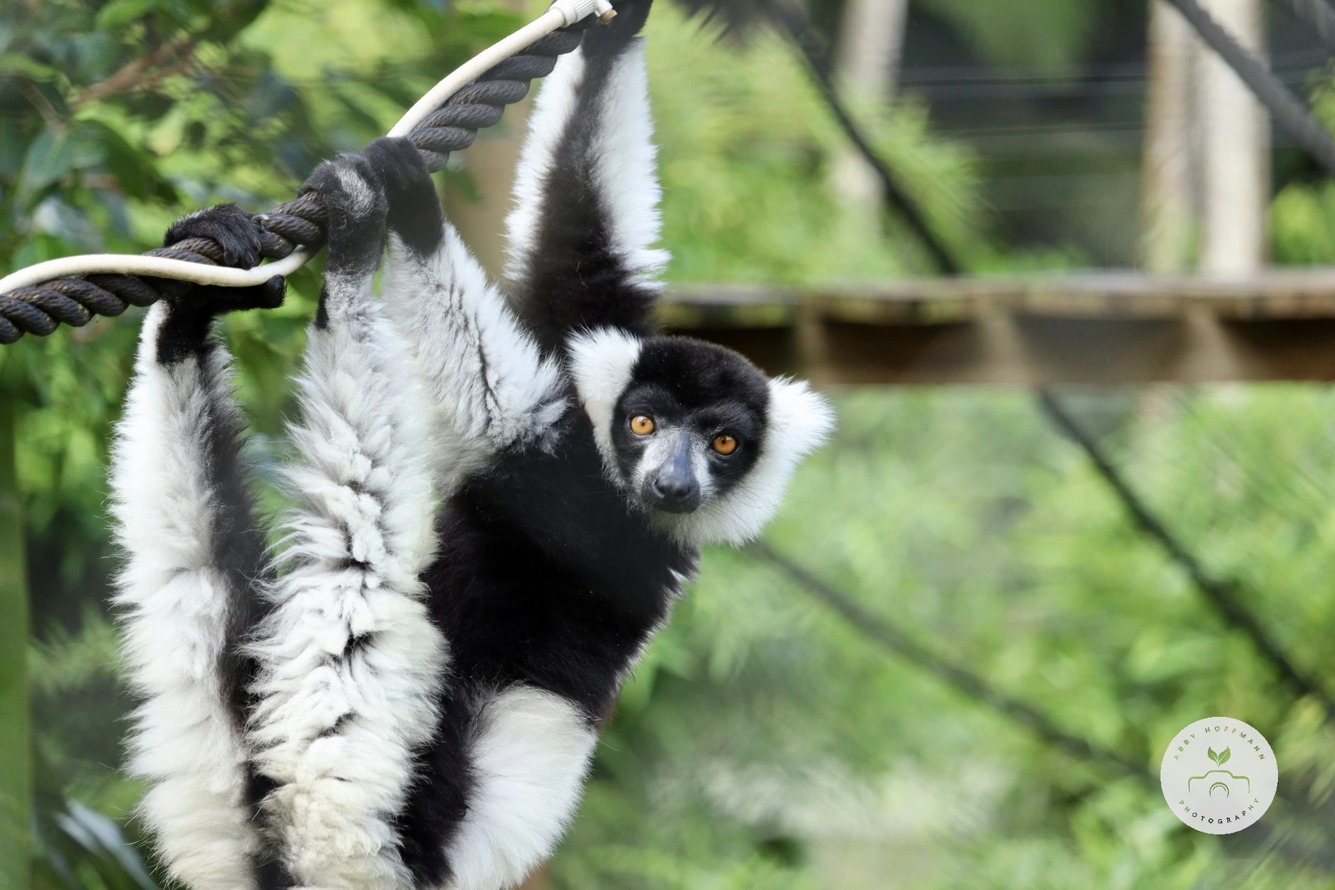 Black-and-white ruffed lemur