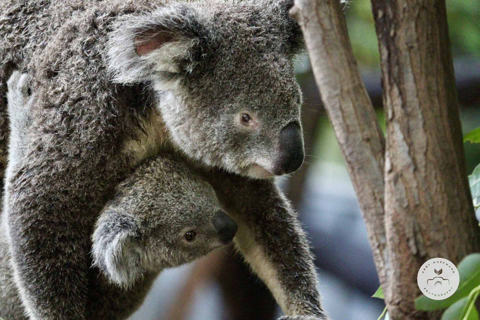 Koala carrying joey