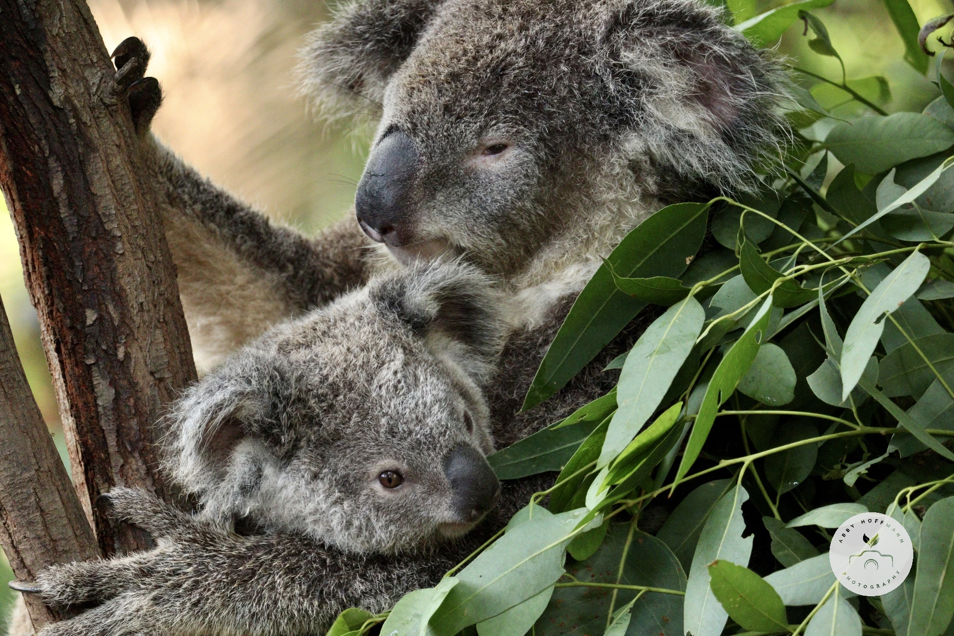 Koala carrying joey