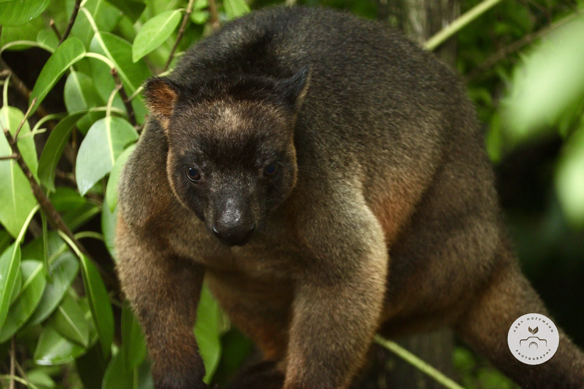 Lumholtz's tree-kangaroo