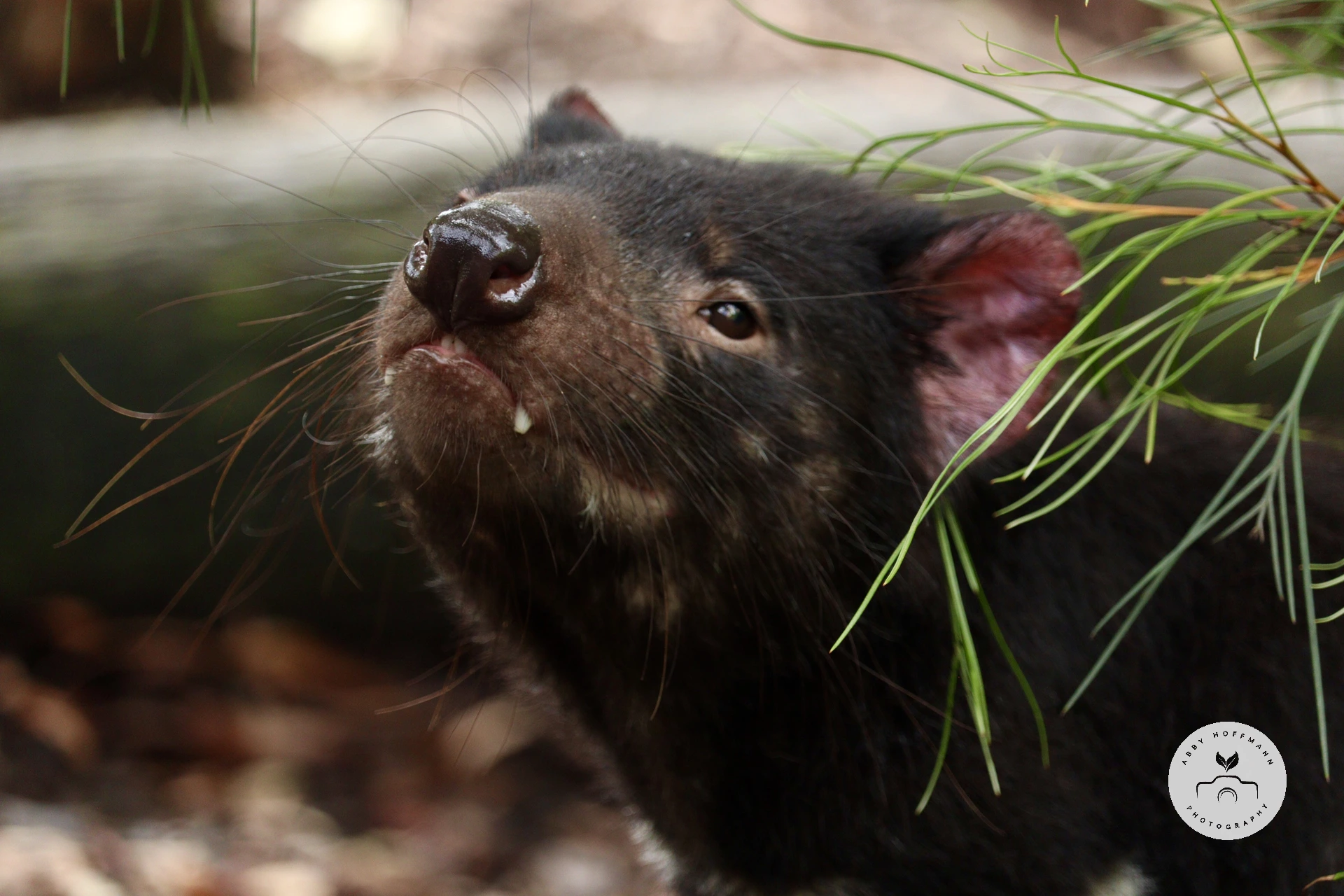 Tasmanian Devil