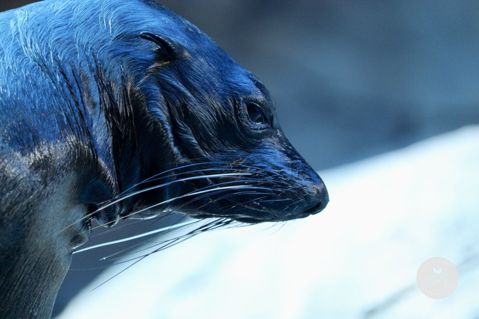 Eared Seal
