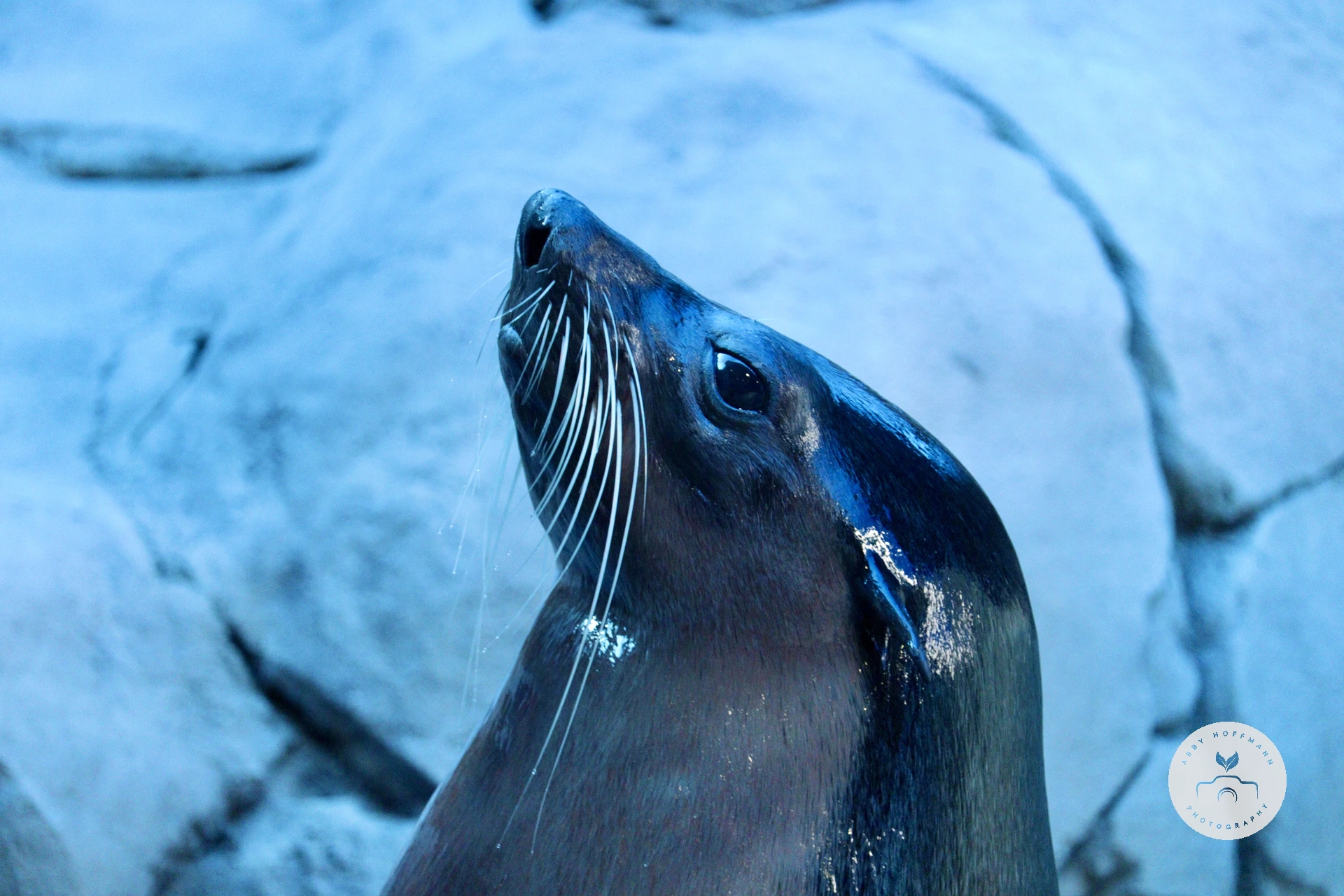Eared Seal