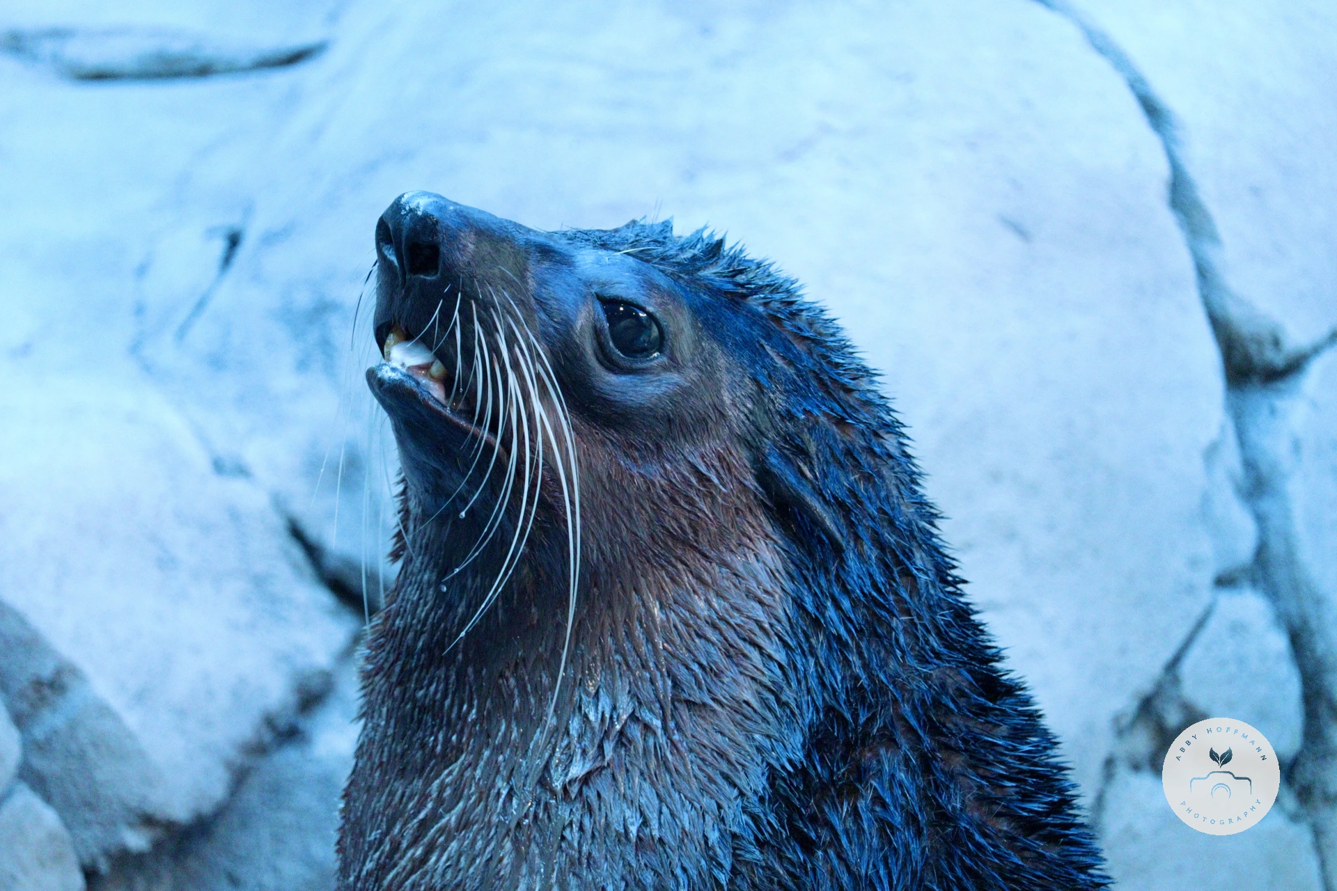 Eared Seal