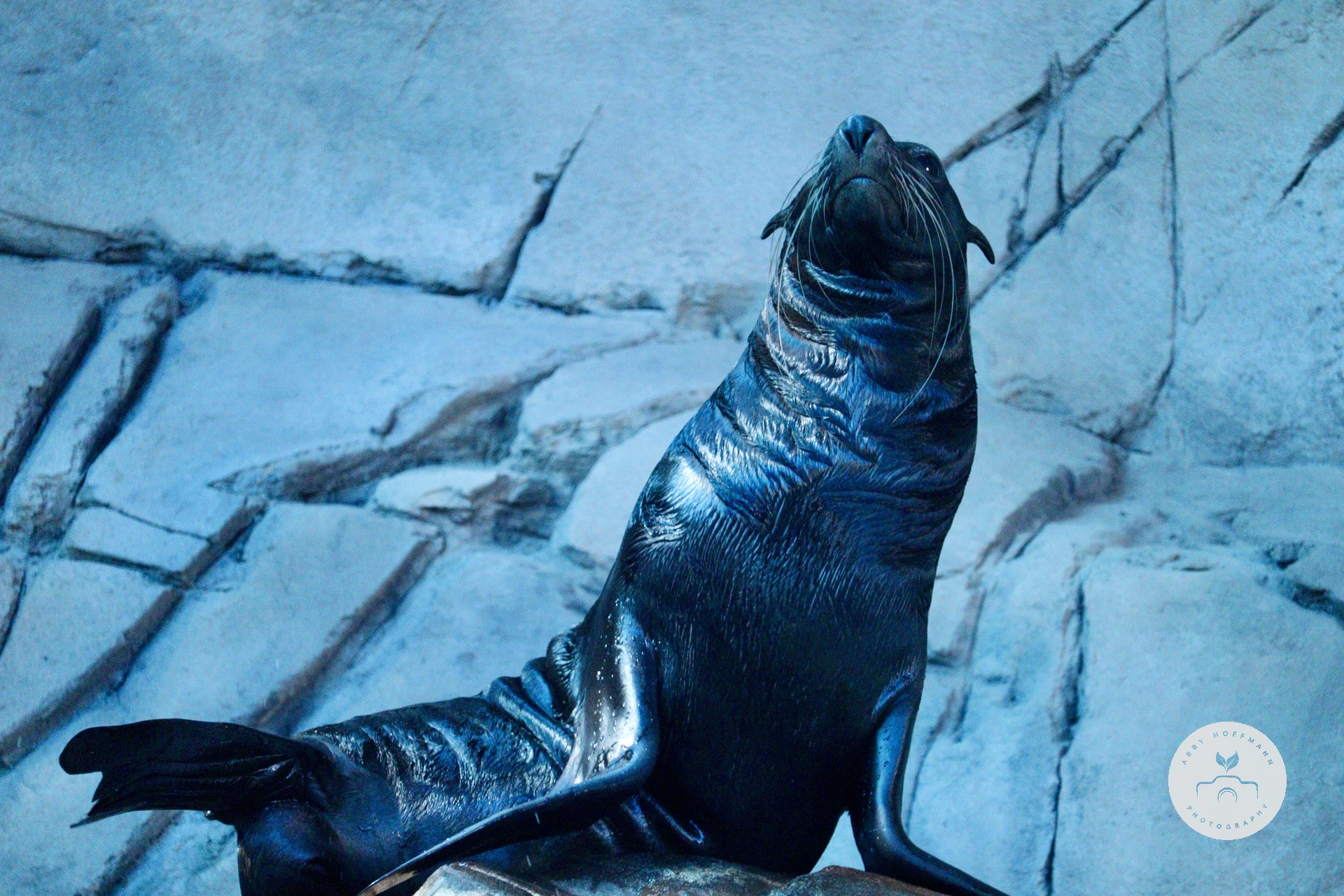 Eared Seal