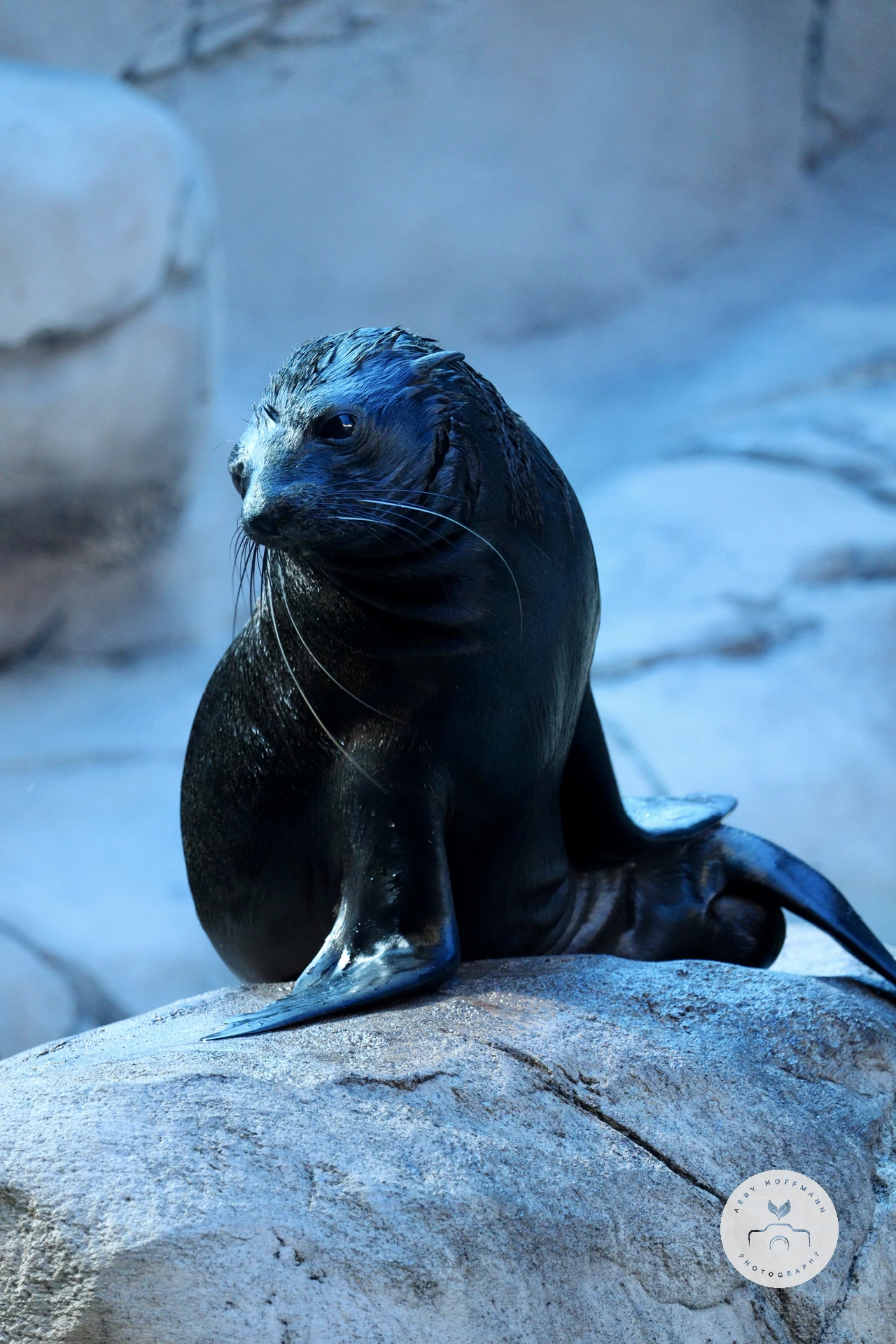Eared Seal