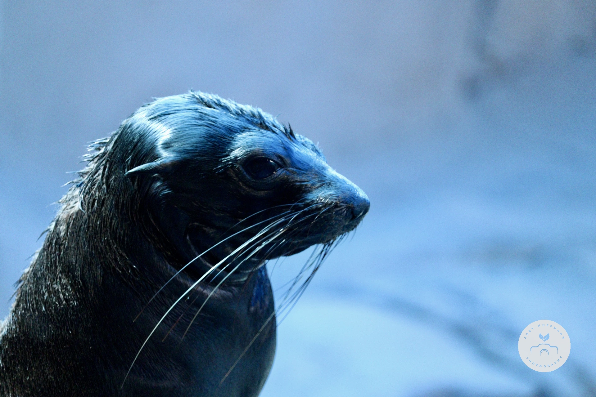 Eared Seal