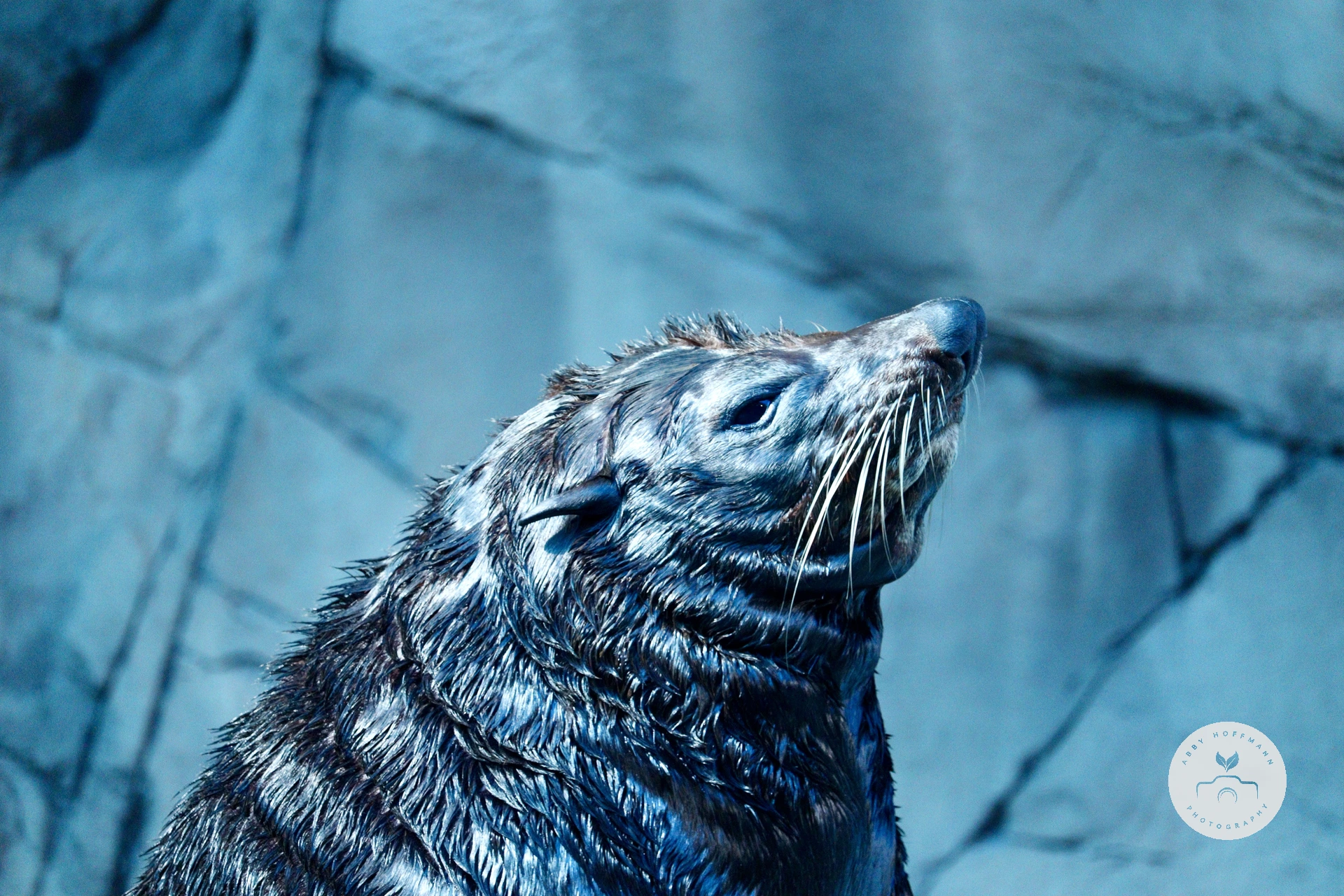 Eared Seal