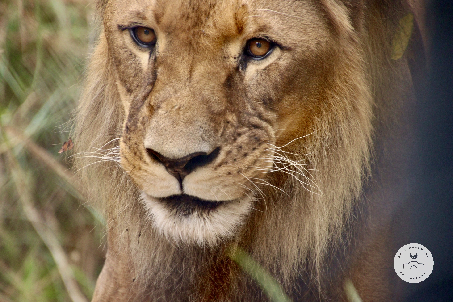 Lion photograph