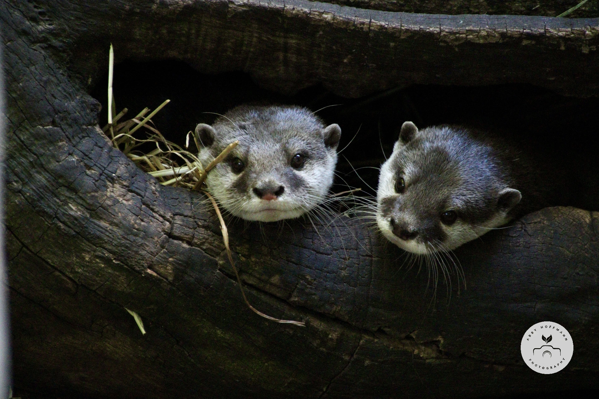 Otters in a log photograph