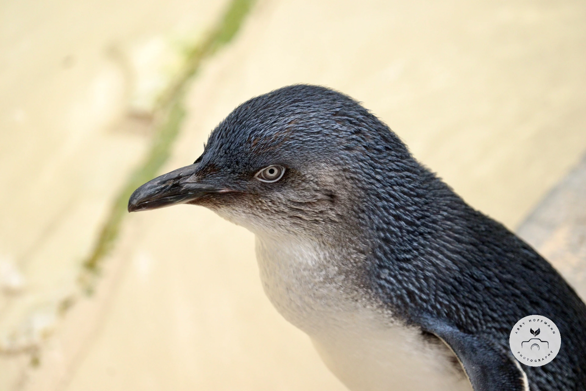 Little Penguin photograph